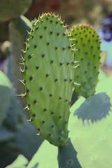 Green cactus succulent thorns detail close up on sunny day