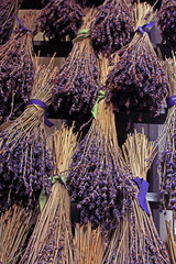 Dry lavender flowers bunch with blue ribbon in a street market