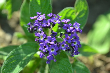 Fototapeta premium Heliotrope - a beautifully flowering flower with small flowers
