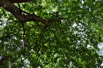 Tree from below green leaves in sky