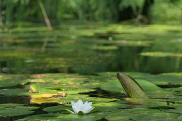 Wasserrose  © cloyed