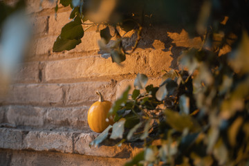 autumnal background with pumpkins ideal for halloween