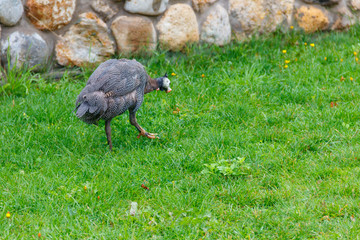 Guinea fowl on green grass at farmyard