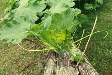 Fresh green squash vine on a log