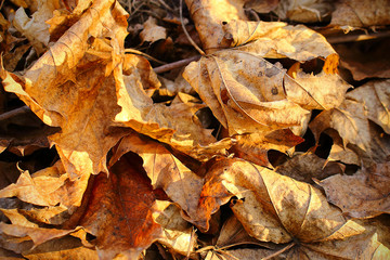 Brown and yellow autumn fallen leaves on the ground