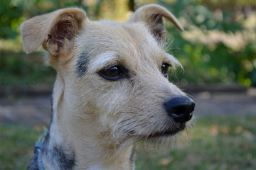Chien de profil © Justine