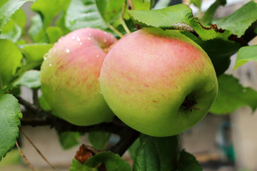 Two big green and red unripe apples on a tree