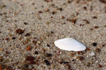 Small white sea shell half lying on sand macro