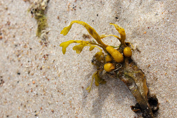 Juicy big yellow seaweed on beach sand