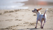 Chihuahua running at the beach