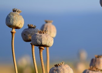 poppies on background of blue sky