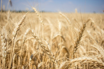Spikelets closeup. Yellow wheat field in Ukraine, city Kherson