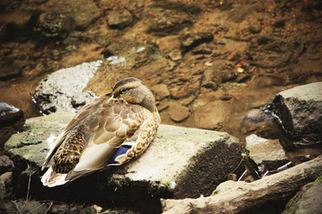 Duck resting on a block in river water