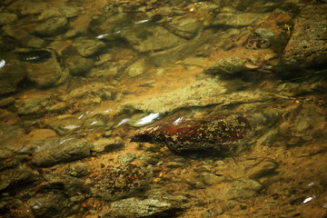 Brown transparent water texture with sandy river bottom