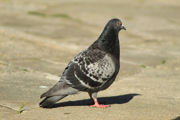 Street pigeon in the city of Pontevedra