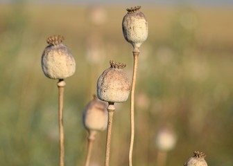 seeds in the field