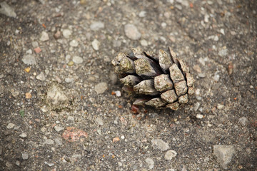 Pine cone on gray pavement with stones