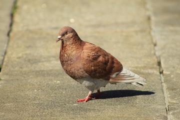 Street pigeon in the city of Pontevedra