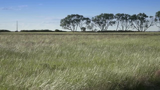 Tufted hairgrass Deschampsia cespitosa Wind swings a grass in summer sunny day