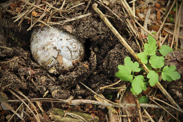 White snail shell on the ground with green grass