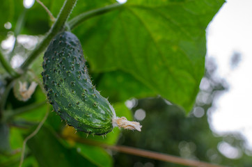 Green cucumber hanging on the branch outside. Close up