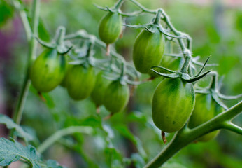 Bunch of green tomatoes on the plant. Close up.