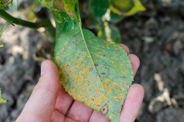 Rust fungus, caused by Phragmidium fungus affectes rose leaves. Close up.