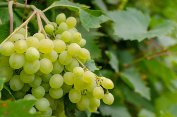 Vineyard ripe white grapes in autumn harvest season. Close up.