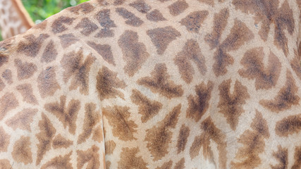 Genuine leather skin of giraffe with light and dark brown spots, Realistic giraffe texture for background.
