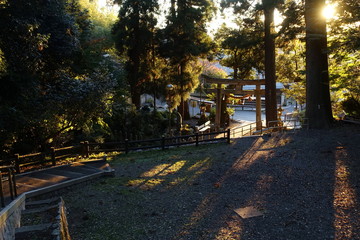 滋賀県米原市の泉神社の境内と木洩れ日