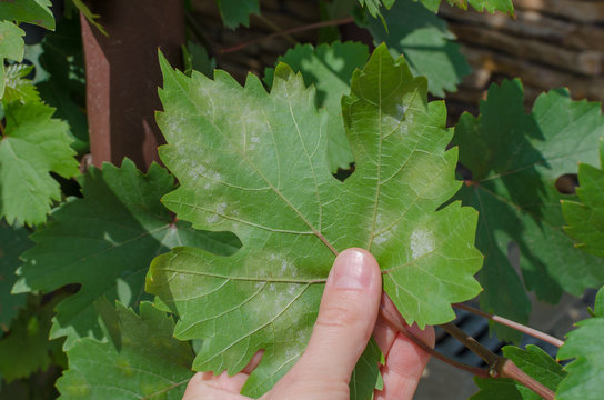 Close-up of vine grape leaf affected by Downy Mildew (Plasmopara vitikola)ю