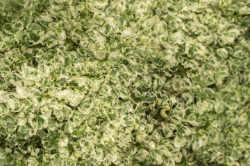 Green leaves in the wind abstract background 