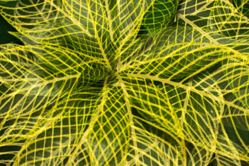 Green leaves in the wind