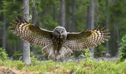 Great grey owl in flight in forest landscape. Owl in flight.