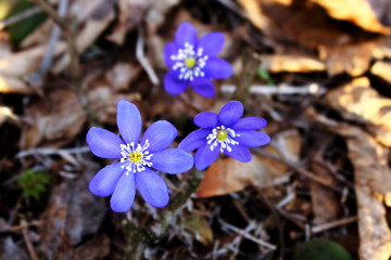 Blue spring snowdrop flowers in last fall's dry leaves