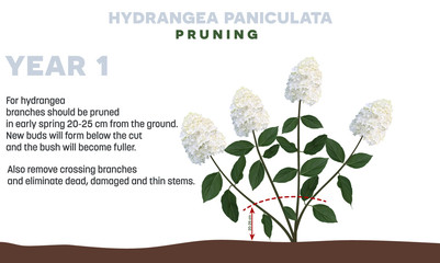 Hydrangea paniculata pruning tips in Year 1. Detailed illustration on a white background. This sort Hydrangeas are winter hardy. - obrazy, fototapety, plakaty