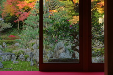 滋賀県米原市にある青岸寺庭園の紅葉と雪吊りの風景