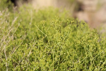 Threadleaf Snakeweed is an accepted casual reference for the subshrub botanically labeled as Gutierrezia Microcephala. They are native to the Southern Mojave Desert in Joshua Tree National Park.