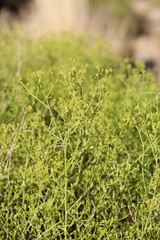Threadleaf Snakeweed is an accepted casual reference for the subshrub botanically labeled as Gutierrezia Microcephala. They are native to the Southern Mojave Desert in Joshua Tree National Park.