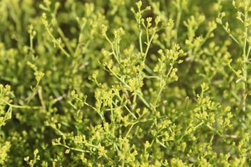 Threadleaf Snakeweed is an accepted casual reference for the subshrub botanically labeled as Gutierrezia Microcephala. They are native to the Southern Mojave Desert in Joshua Tree National Park.