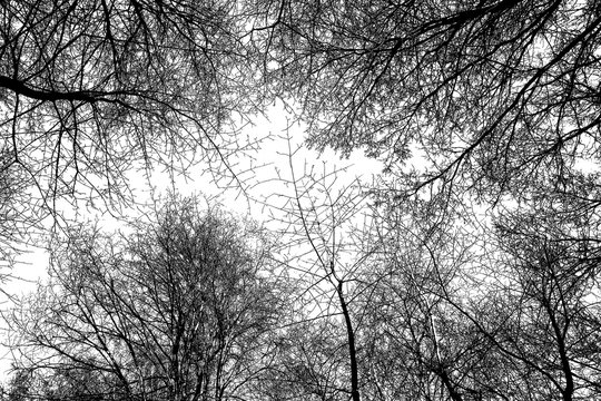 Black and white frame of black tree branches on white sky background