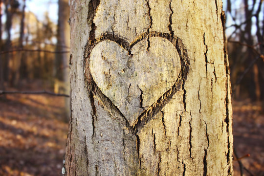 Heart shaped cut in tree trunk bark in sunshine on blurred background