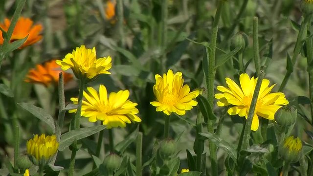 Im Vordergrund gelbe und im Hintergrund unscharf orange Ringelblumen
