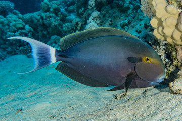 Fish swim in the Red Sea, colorful fish, Eilat Israel
