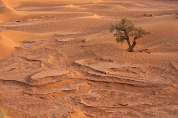 Sahara Wüste