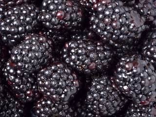 Ripe fresh blackberries as background.