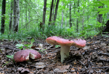 Edible mushrooms in the forest on a sunny day.