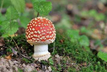 Red fly agaric mushroom in the forest on a sunny autumn day.