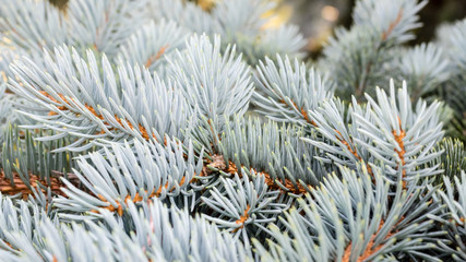 Naklejka na ściany i meble Blue spruce branches in winter. The blue spruce tree ( Picea pungens). Christmas and new year decoration. Selective focus
