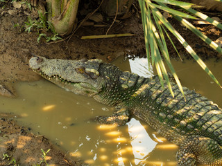 Large crocodile In the natural forest.